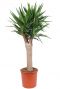 Yucca een stam