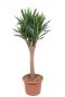 Yucca elephantipes kamerplant