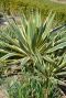 Yucca gloriosa citrus tuinplant p26