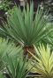 Yucca gloriosa silver tuinplant p26