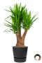 Yucca in elho plastic pot