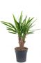 Yucca kamerplant 6