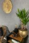 Yucca palm kamerplant aanbieding 1