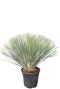Yucca rostrata p38
