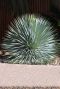 Yucca rostrata tuinplant 2
