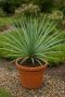 Yucca rostrata tuinplant p20
