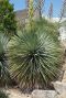 Yucca rostrata tuinplant p38
