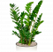 Zamioculcas Zamiifolia