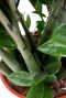 Zamioculcas Zamiifolia