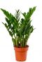 Zamioculcas zamiifolia-