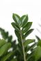 Zamioculcas zamiifolia-2 1