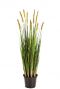 Zijdeplant gras