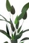 Zijdeplant heliconia 1