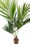 Zijdeplant kentia palm