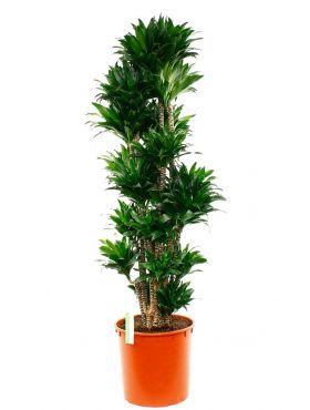 Grote kamerplanten kopen? - 123planten.nl Grote kamerplanten kopen? - 123planten.nl