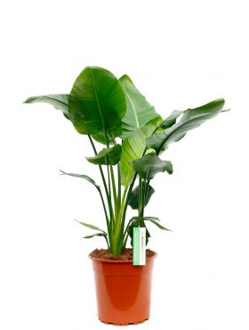 strelitzia nicolai kopen strelitzia nicolai kopen 123planten nl strelitzia nicolai kopen strelitzia nicolai kopen 123planten nl