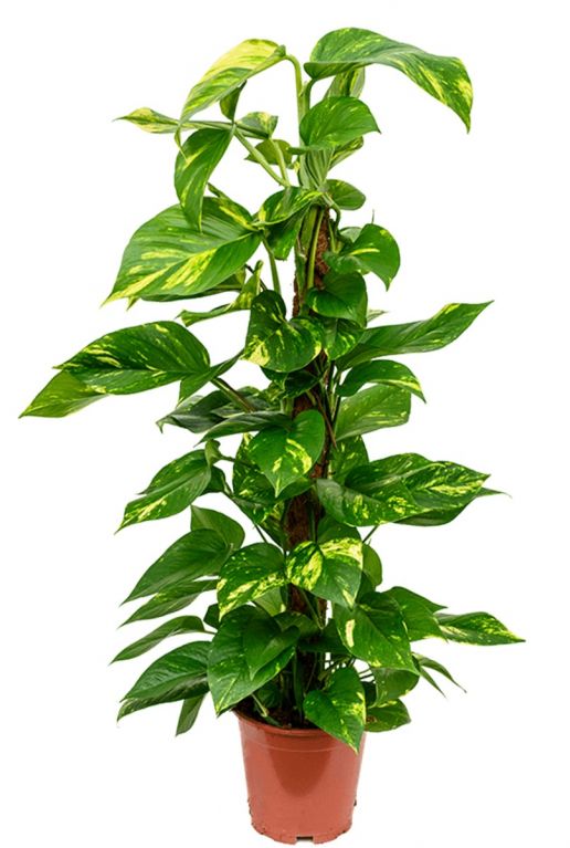 Plante Scindapsus Aureum - Lierre Intérieur, 60 Cm, Purifie L'air, Facile D'entretien
