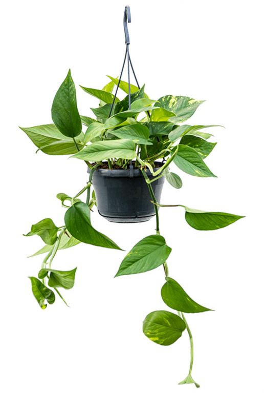 Scindapsus aureum sull'asta di muschio, ederutute, vera pianta da