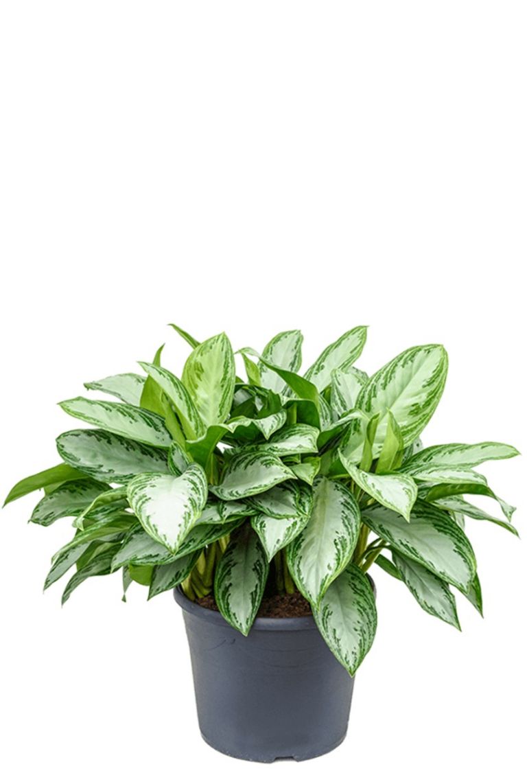 Aglaonema silver bay kamerplant van 70 cm kopen ...