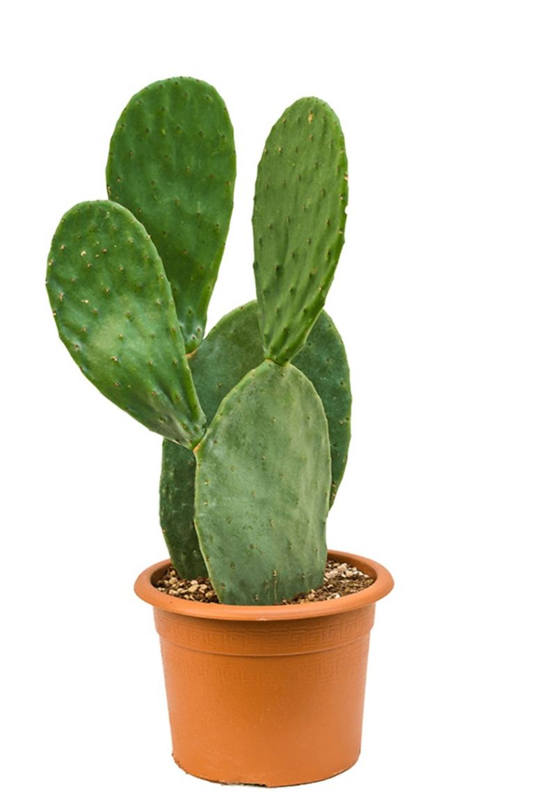Opuntia indica kamerplant van 65 cm kopen? 123planten.nl