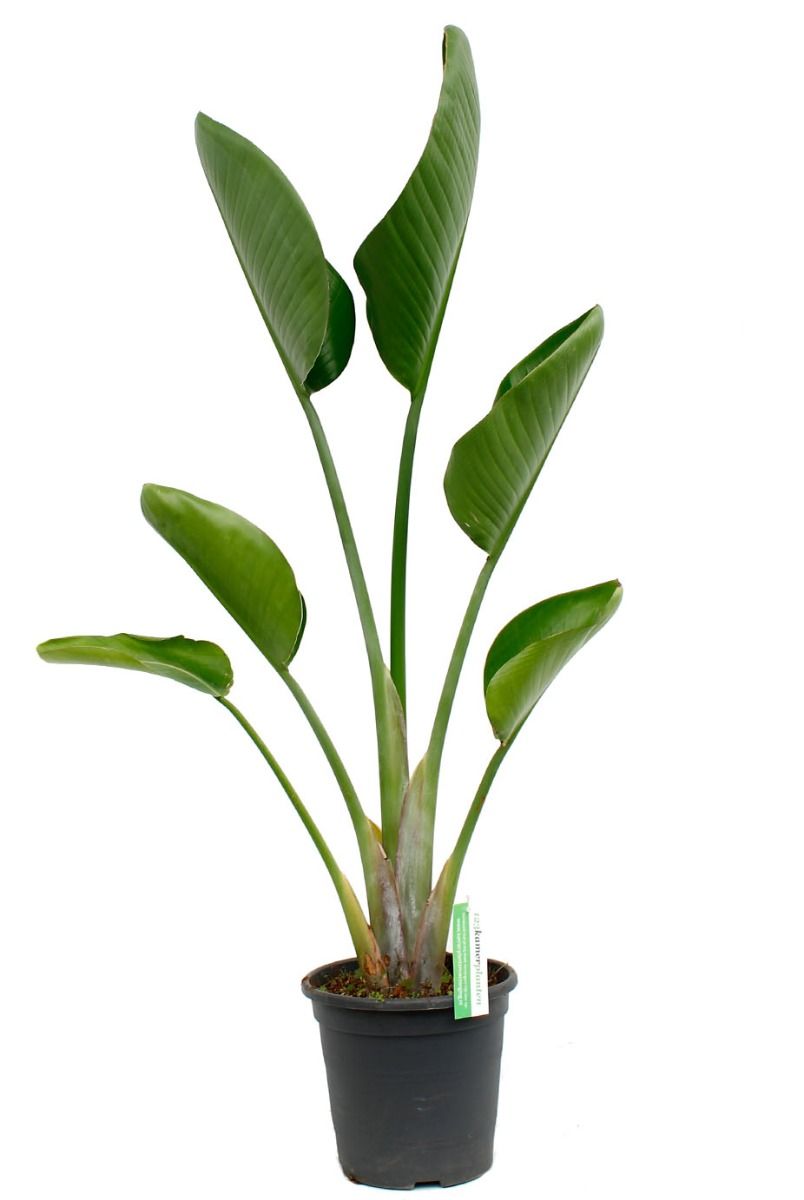 strelitzia nicolai kopen strelitzia nicolai kamerplant van 120 cm kopen strelitzia nicolai kopen strelitzia nicolai kamerplant van 120 cm kopen