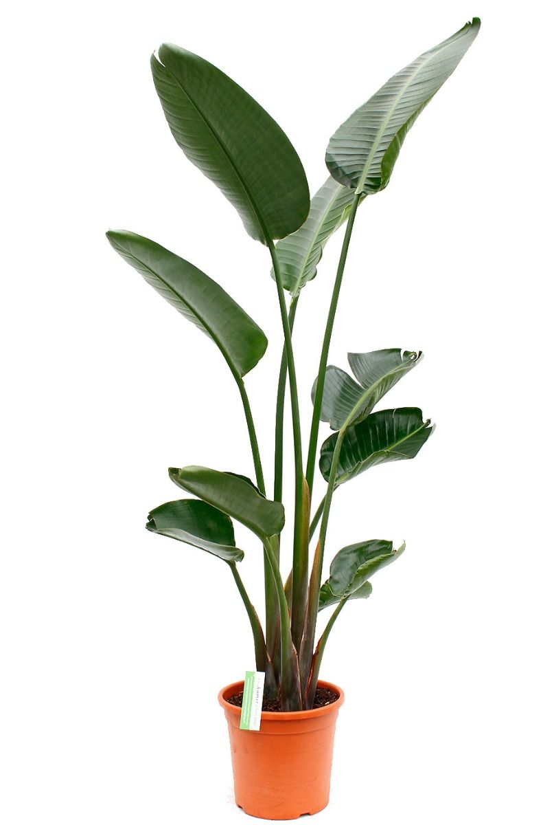 strelitzia nicolai kopen strelitzia nicolai 123planten nl strelitzia nicolai kopen strelitzia nicolai 123planten nl