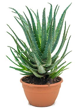 De Aloe vera is een plantje wat niet veel water nodig heeft