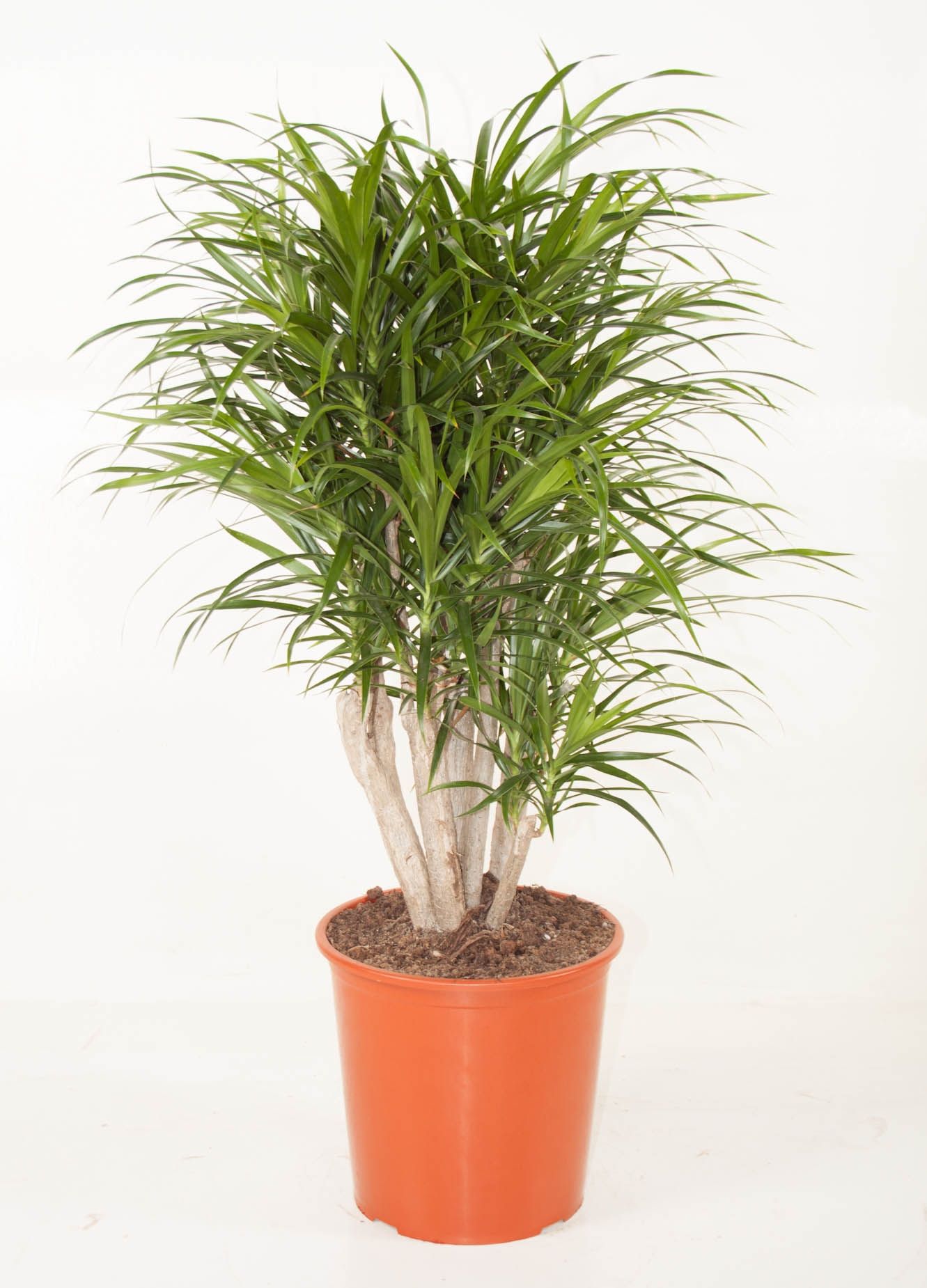 Dracaena Anita kamerplant van 110 cm kopen? 123planten.nl
