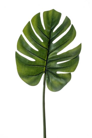 Monstera blad