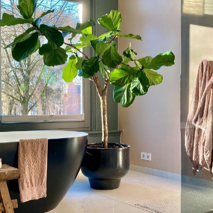 Ficus Lyrata verzorging Ficus Lyrata verzorging