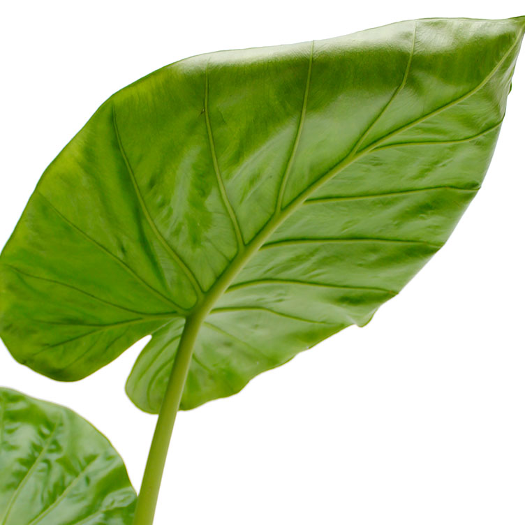 Alocasia verzorging Alocasia verzorging