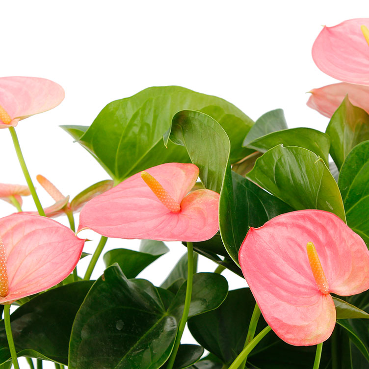 Anthurium verzorging Anthurium verzorging
