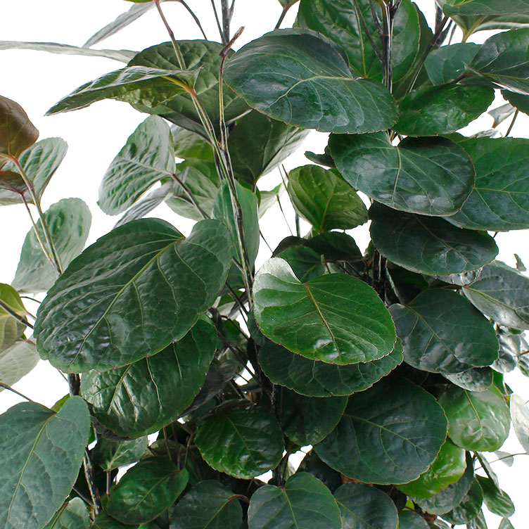 Aralia (Polyscias) verzorging Aralia (Polyscias) verzorging