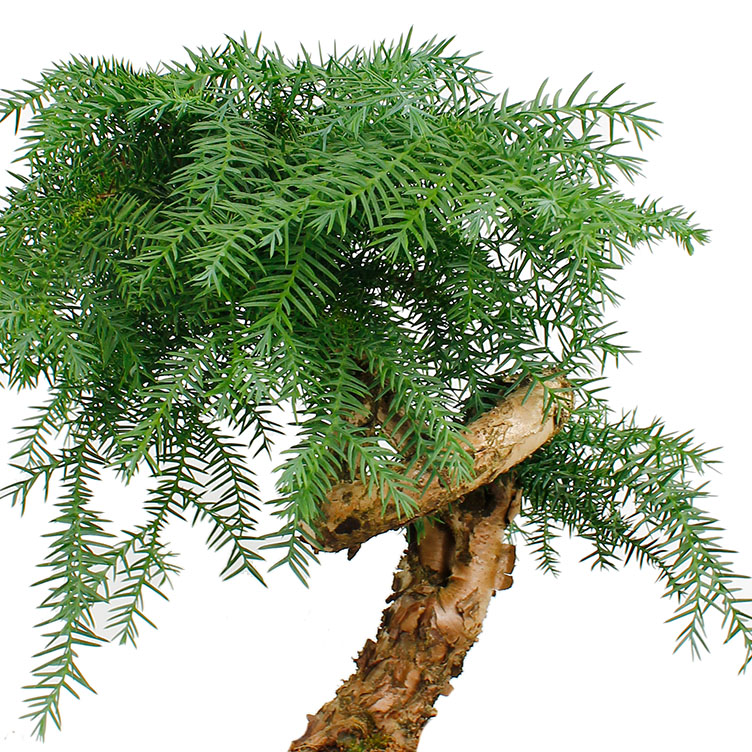 Araucaria verzorging Araucaria verzorging