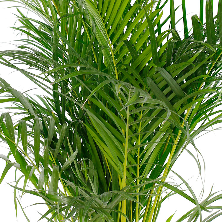 Areca verzorging Areca verzorging