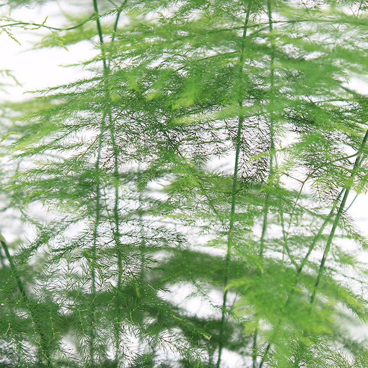 Asparagus verzorging