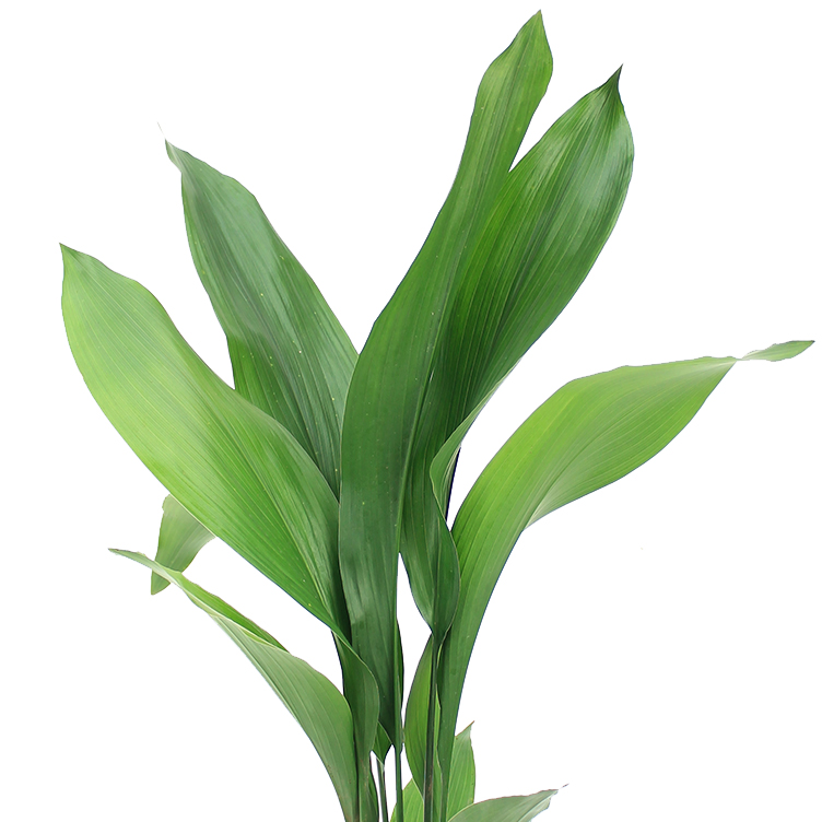 Aspidistra verzorging Aspidistra verzorging