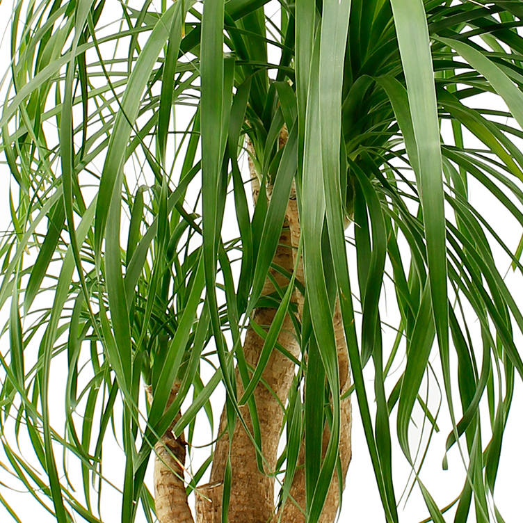 Beaucarnea verzorging Beaucarnea verzorging