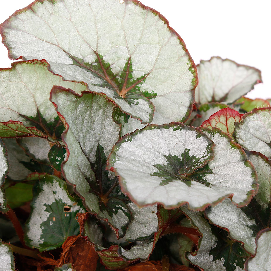 Begonia verzorging Begonia verzorging