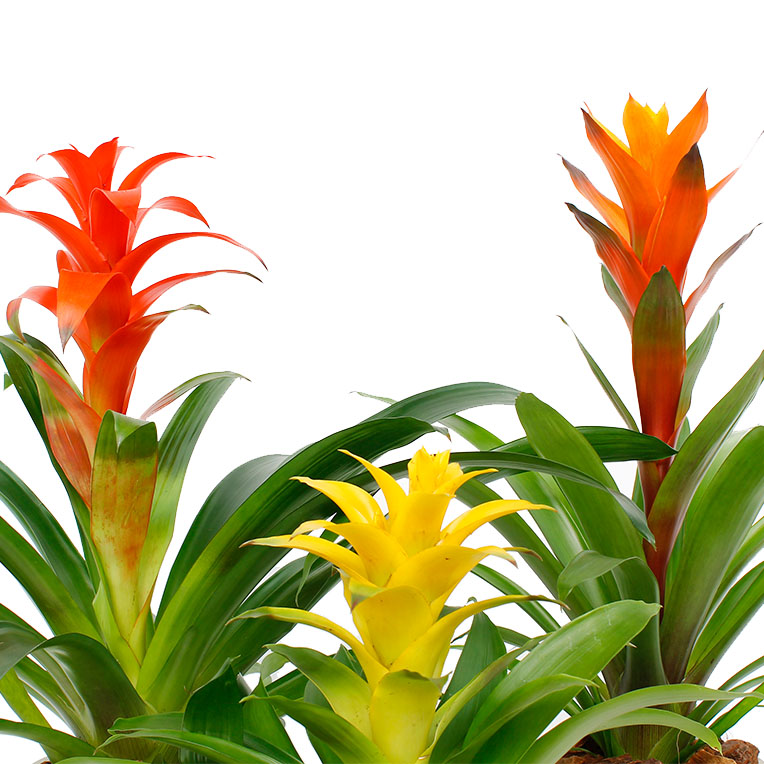 Bromelia verzorging Bromelia verzorging