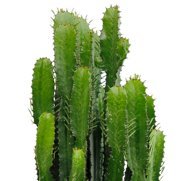 Cactus verzorging