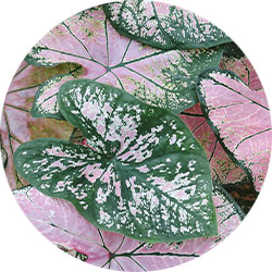 Caladium verzorging