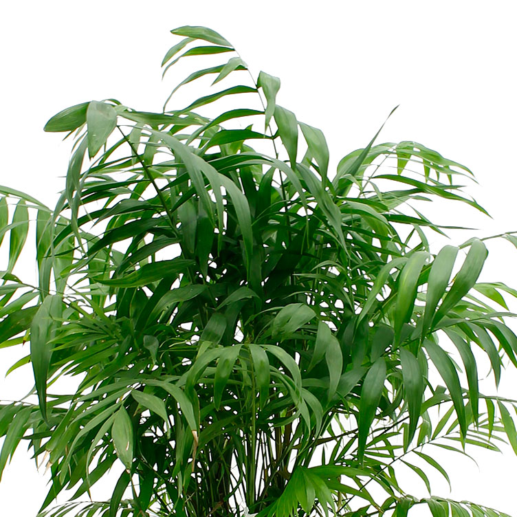 Chamaedorea verzorging Chamaedorea verzorging