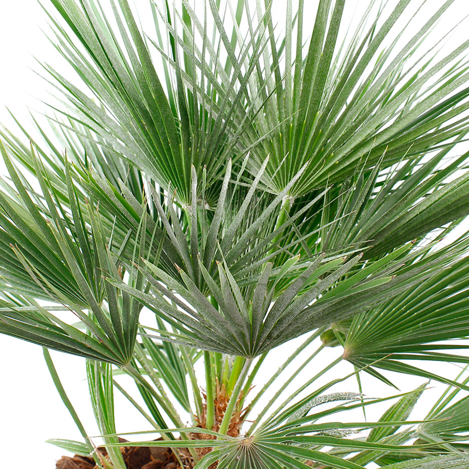 Chamaerops Humilis verzorging Chamaerops Humilis verzorging