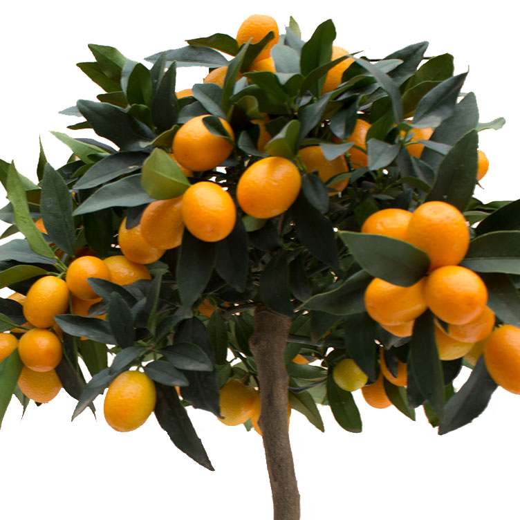 Citrus verzorging Citrus verzorging