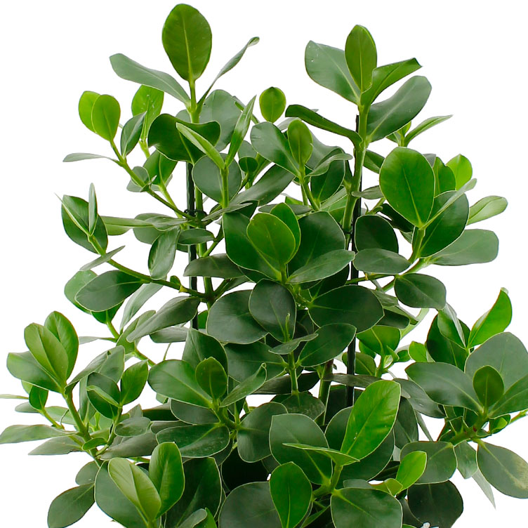 Clusia verzorging Clusia verzorging