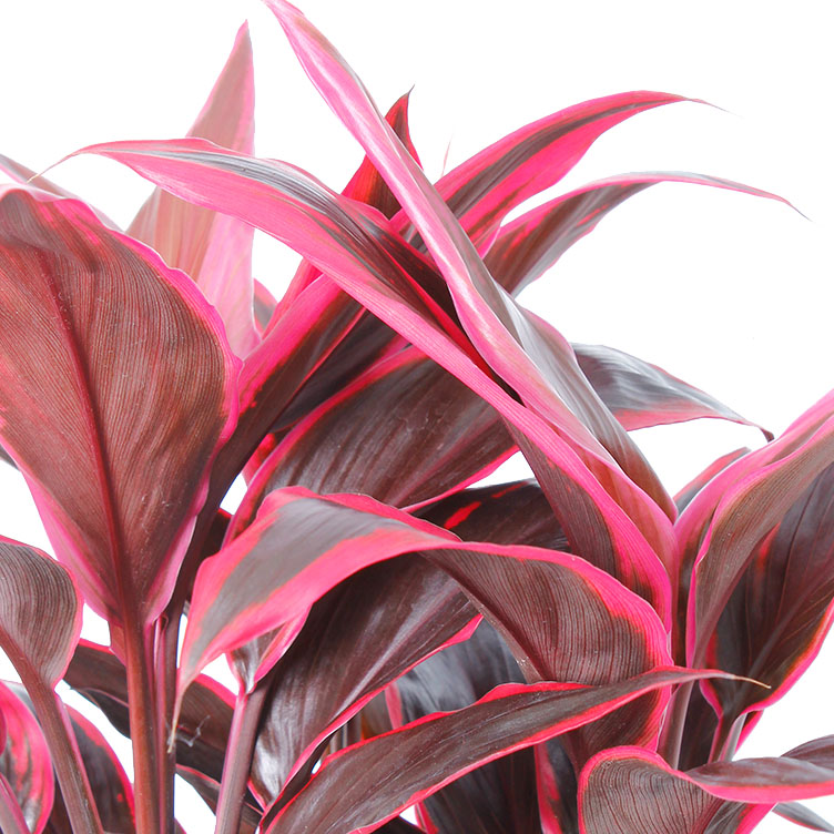 Cordyline verzorging Cordyline verzorging