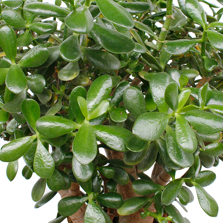 Crassula verzorging Crassula verzorging