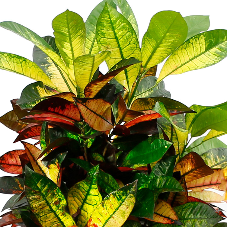 Croton verzorging Croton verzorging