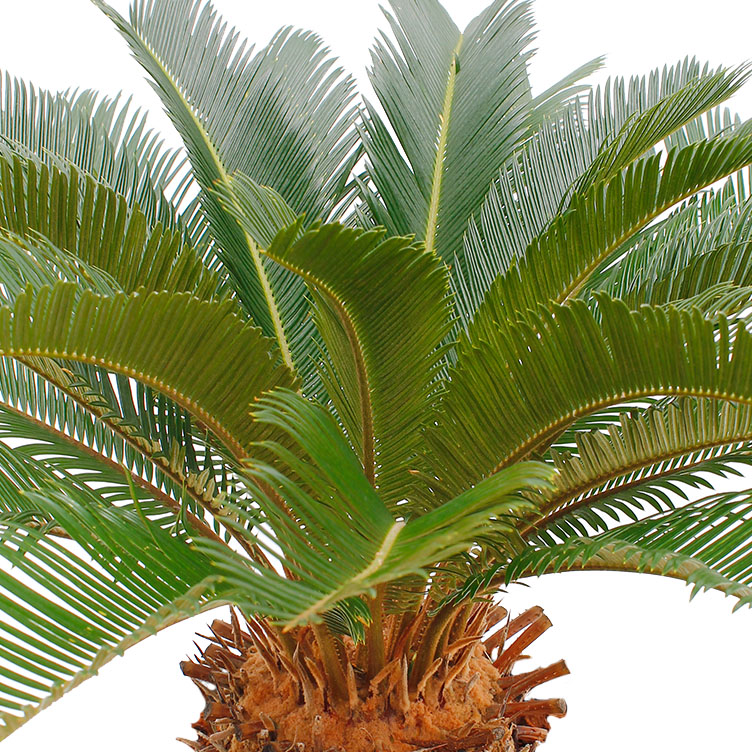 Cycas verzorging Cycas verzorging